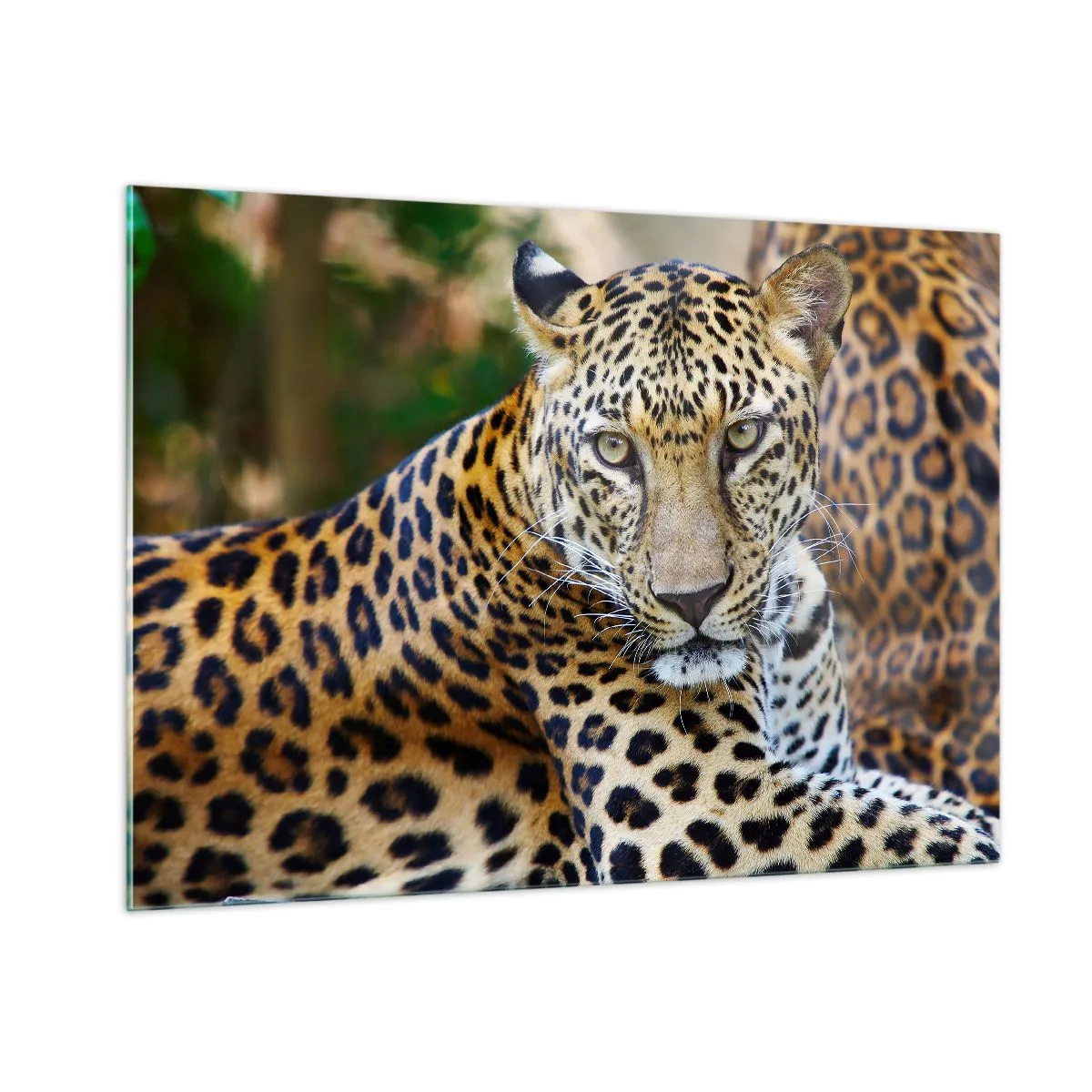 Impression sur verre - Image sur verre - Un léopard sauvage se reposant parmi la verdure - 100x70cm - Sauvage et calme - Décoration murale moderne pour le salon et la chambre ARTTOR