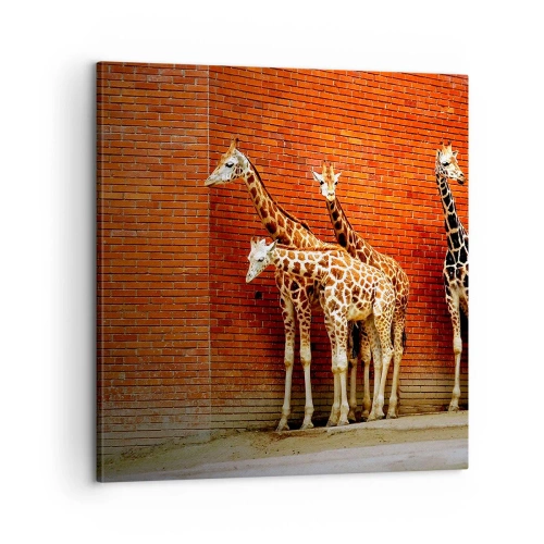 Impression sur toile - Image sur toile - Voyez-vous des acacias ? - 60x60 cm