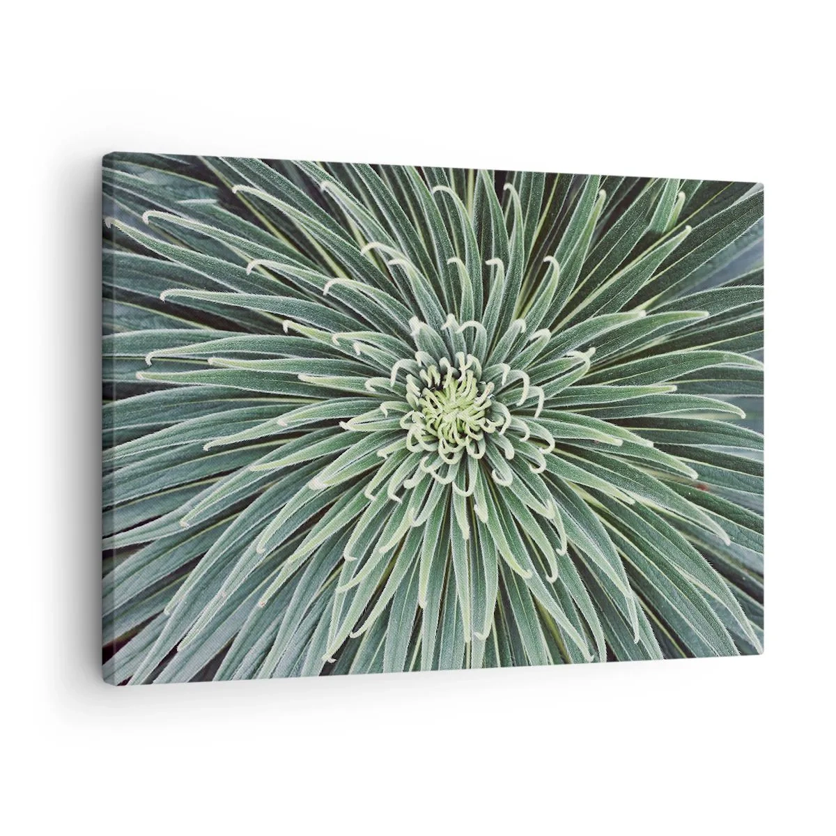 Impression sur toile - Image sur toile - Disposition symétrique de feuilles vertes ressemblant à une étoile - 70x50cm - Naissance d'une étoile - Décoration murale moderne pour le salon et la chambre ARTTOR