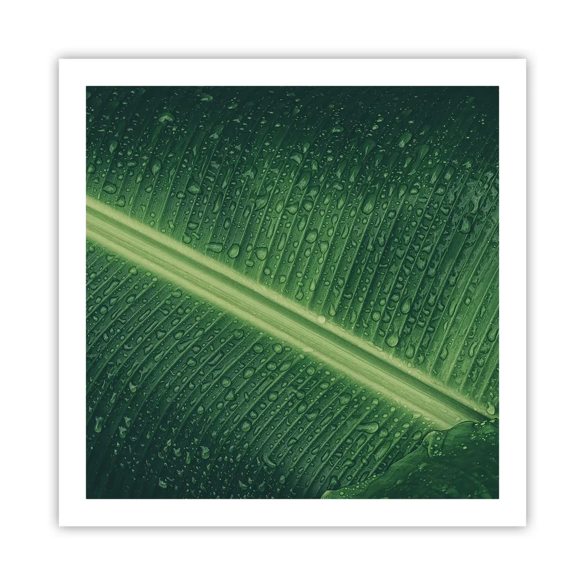 Affiche - Poster - Structure de vert - 60x60 cm