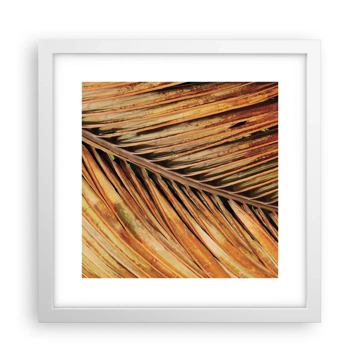 Affiche dans un cadre blanc - Poster - Or de noix de coco - 30x30 cm