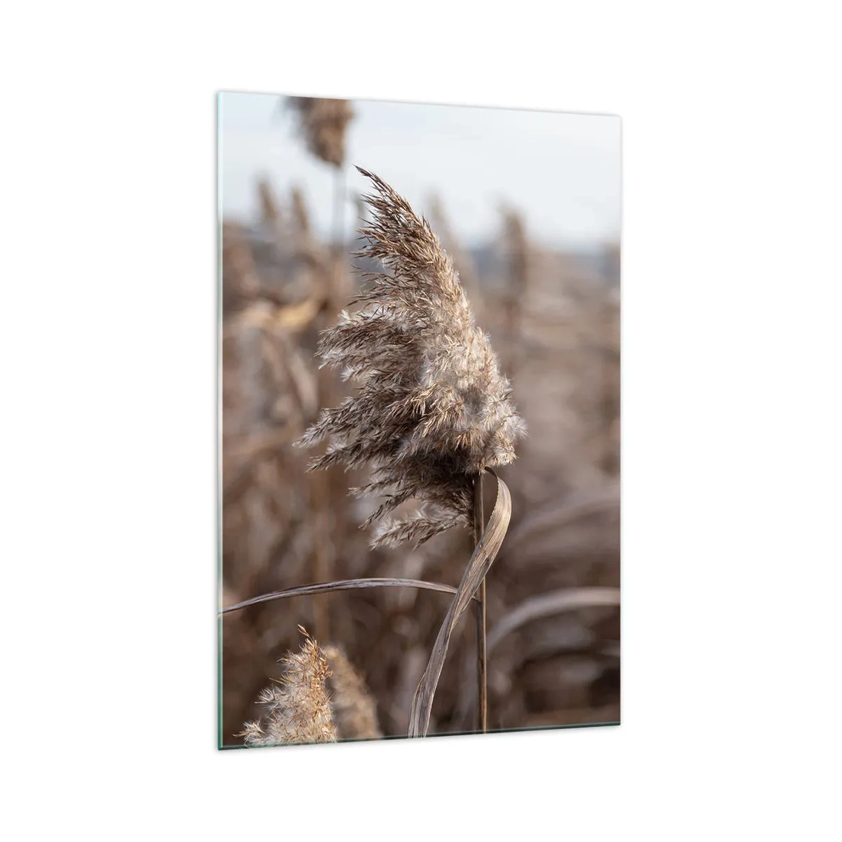Impression sur verre - Image sur verre - Graminées délicates dans des tons beiges sur fond de nature - 70x100cm - Il est temps de s'envoler avec le vent - Décoration murale moderne pour le salon et la chambre ARTTOR