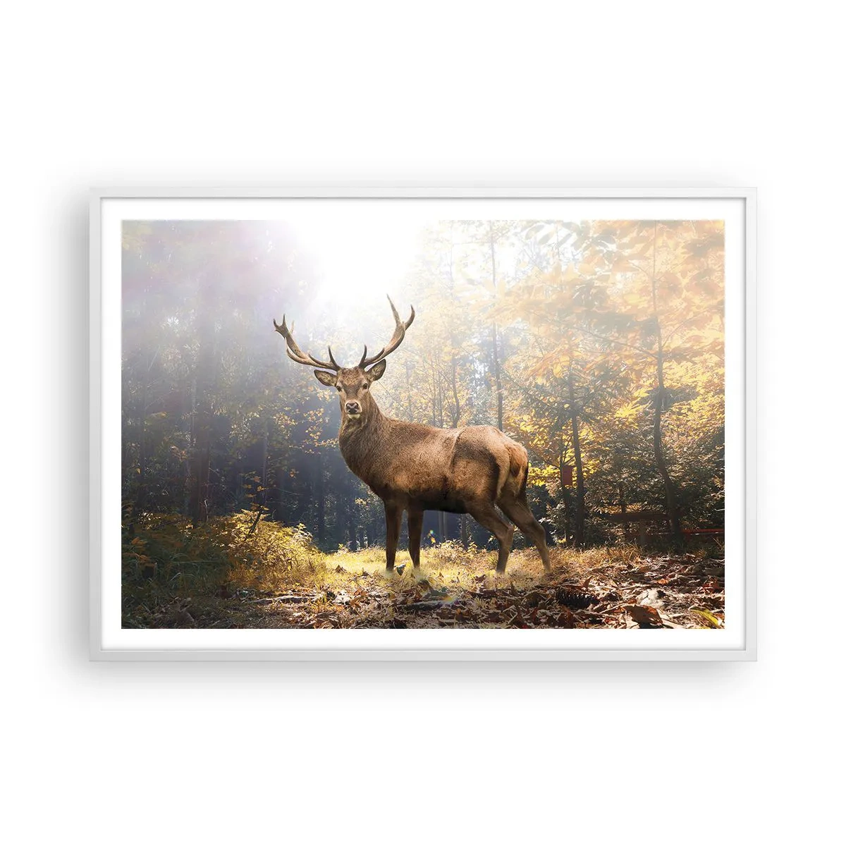 Affiche dans un cadre blanc - Poster - Toute sa majesté - 100x70 cm